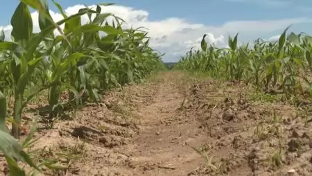 Dúl a vihar az AÖP programban felhasznált növény- és talajkondicionálók körül, háborognak a gazdák
