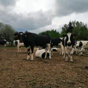 Holstein fríz (28 db)
