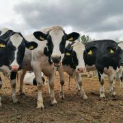 Holstein fríz (28 db)