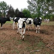 Holstein fríz (28 db)