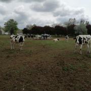 Holstein fríz (28 db)