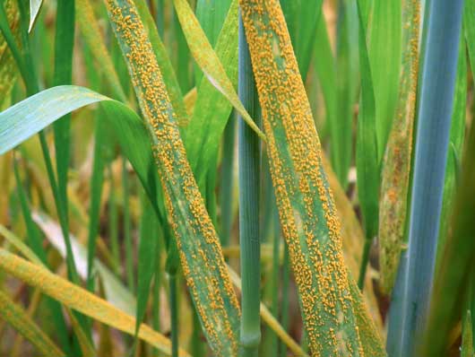 Rubric – hogy a 2014-es sárgarozsda járvány ne ismétlődjön meg