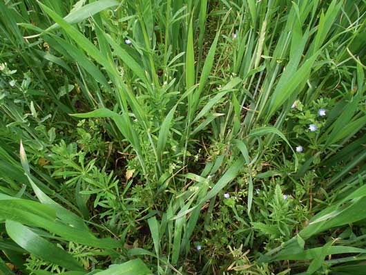 Saracen – A gabonagyomok kardos  ellensége!