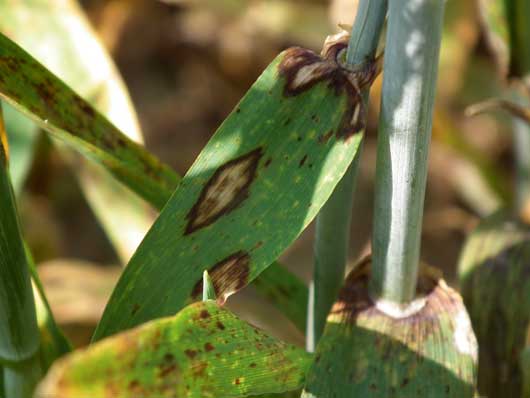 Rubric – hogy a 2014-es sárgarozsda járvány ne ismétlődjön meg