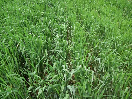 Saracen – A gabonagyomok kardos  ellensége!