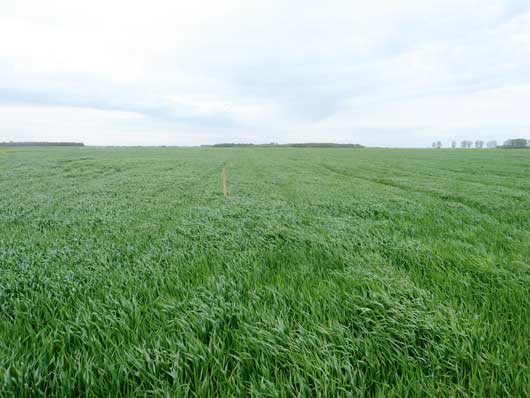 Rubric – hogy a 2014-es sárgarozsda járvány ne ismétlődjön meg