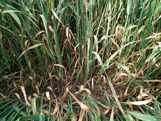 Rubric – hogy a 2014-es sárgarozsda járvány ne ismétlődjön meg