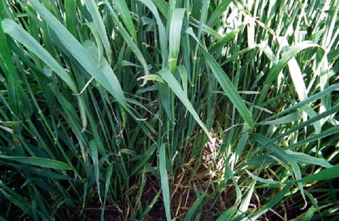 Rubric – hogy a 2014-es sárgarozsda járvány ne ismétlődjön meg