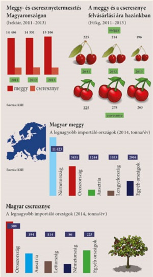 Nagy szemekkel – A hazai meggy- és cseresznyetermelésről