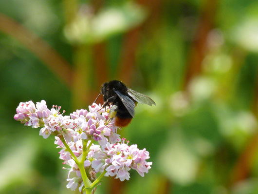 Z&ouml;ld&iacute;t&eacute;ssel a biol&oacute;giai  soksz&iacute;nűs&eacute;g&eacute;rt