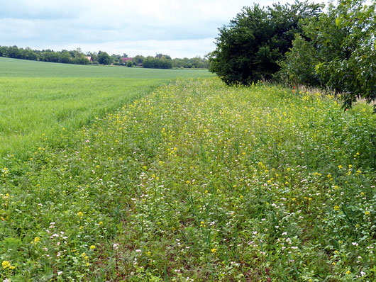 Z&ouml;ld&iacute;t&eacute;ssel a biol&oacute;giai  soksz&iacute;nűs&eacute;g&eacute;rt