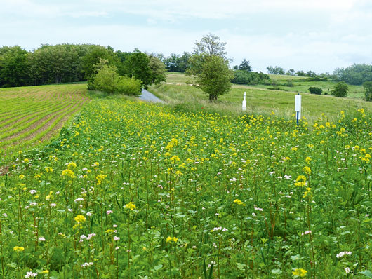 Z&ouml;ld&iacute;t&eacute;ssel a biol&oacute;giai  soksz&iacute;nűs&eacute;g&eacute;rt