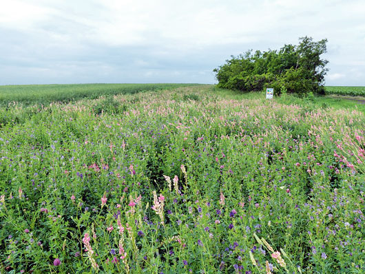 Z&ouml;ld&iacute;t&eacute;ssel a biol&oacute;giai  soksz&iacute;nűs&eacute;g&eacute;rt