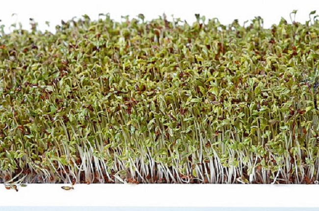 Ehető f&uuml;vek &eacute;s cs&iacute;r&aacute;k