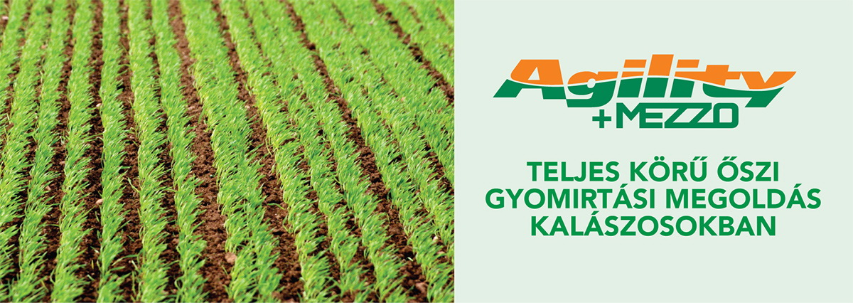 Őszi gyomirt&aacute;s az őszi kal&aacute;szosokban