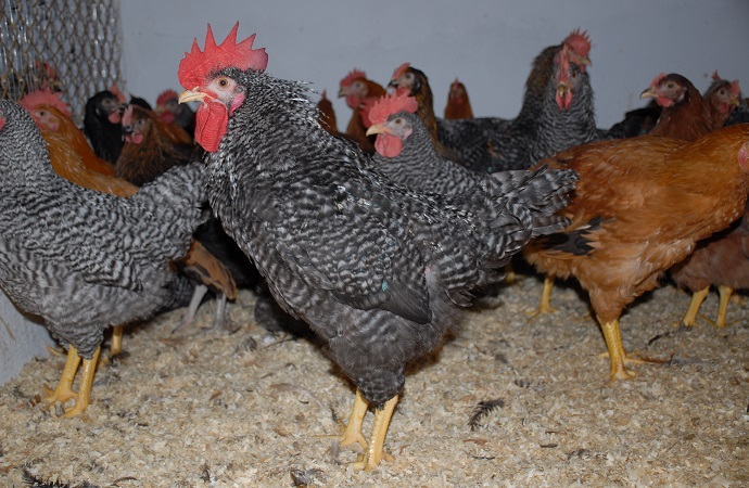 A g&ouml;d&ouml;llői Haszon&aacute;llat-g&eacute;nmegőrz&eacute;si K&ouml;zpont (H&aacute;GK) kis&aacute;llatteny&eacute;szt&eacute;ssel kapcsolatos g&eacute;nmegőrz&eacute;si &eacute;s kutat&aacute;si tev&eacute;kenys&eacute;ge