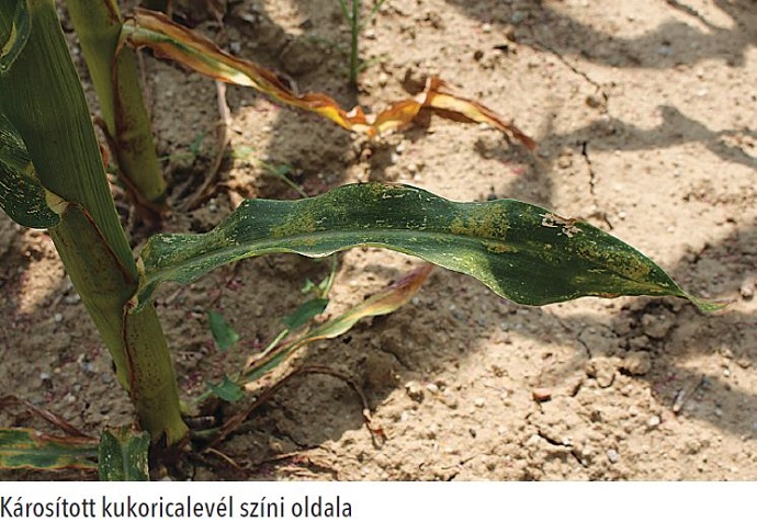 nkarkuklev&eacute;l