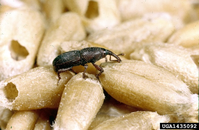 gabonazs
