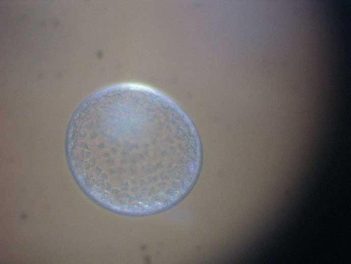 Lóembrió mikroszkopikus képe 