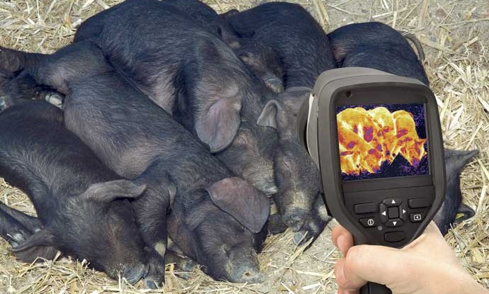 Prec&iacute;zi&oacute;s technol&oacute;gi&aacute;k az &aacute;llattart&aacute;sban 