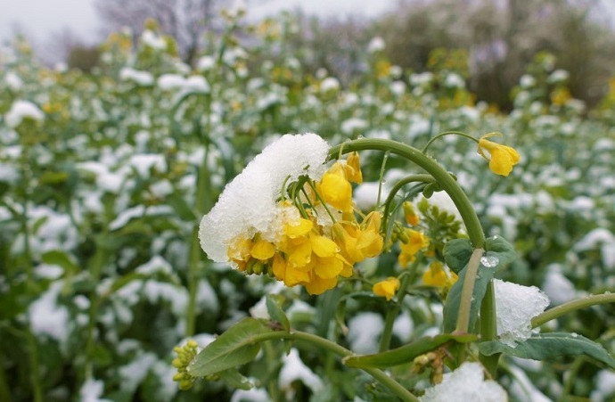 fagyk&aacute;r repc&eacute;ben