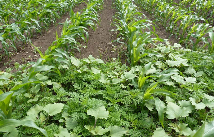 A Vizsla Pack Gold t&ouml;bb hetes tartamhat&aacute;ssal rendelkezik