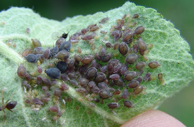 lev&eacute;lpiros&iacute;t&oacute; alma-lev&eacute;ltetű 