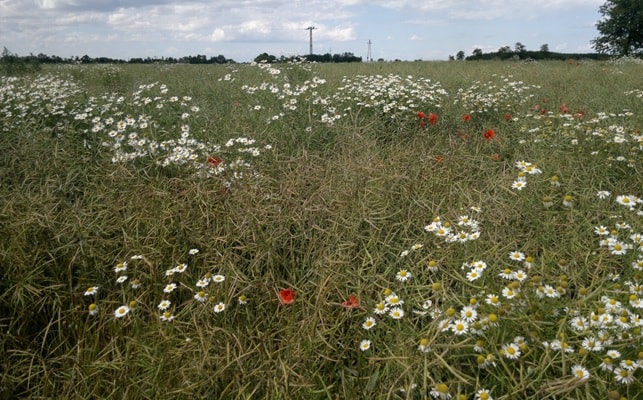 A gyomok jelentősen akad&aacute;lyozhatj&aacute;k a repce betakar&iacute;t&aacute;s&aacute;t
