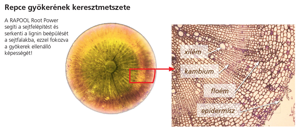RAPOOL repce gyoker keresztmetszet