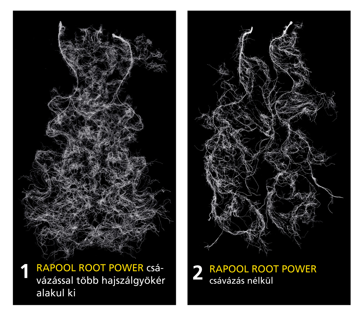 RAPOOL Root Power