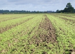 sz&oacute;rva vet&eacute;s