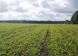 vet&eacute;s kombin&aacute;torral