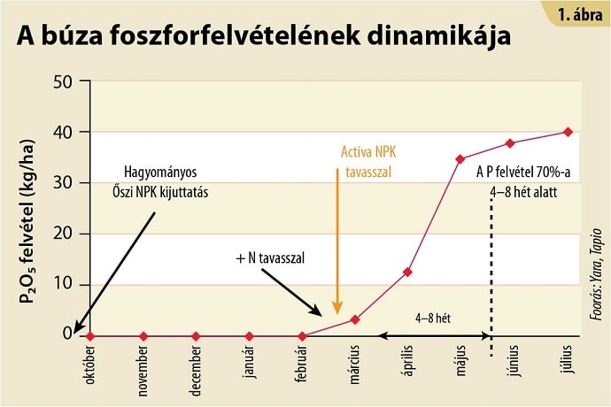 A b&uacute;za foszforfelv&eacute;tel&eacute;nek dinamik&aacute;ja
