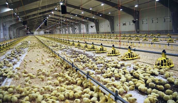 Baromfiteny&eacute;szt&eacute;s