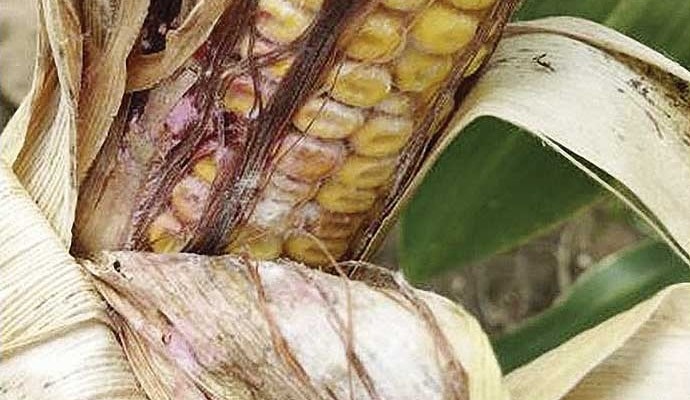 Kukoricafuzáriózis