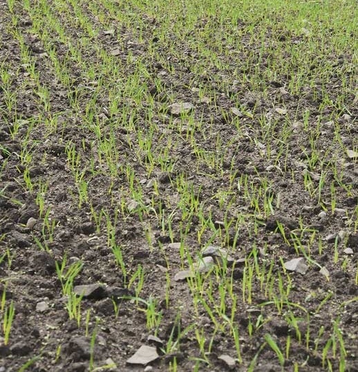 b&uacute;za  vet&eacute;s szemenkent