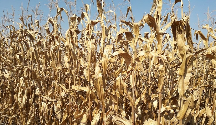 dekalb kukorica vetőmag katalógus 2013 relatif