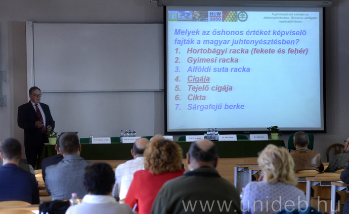 őshonos juh