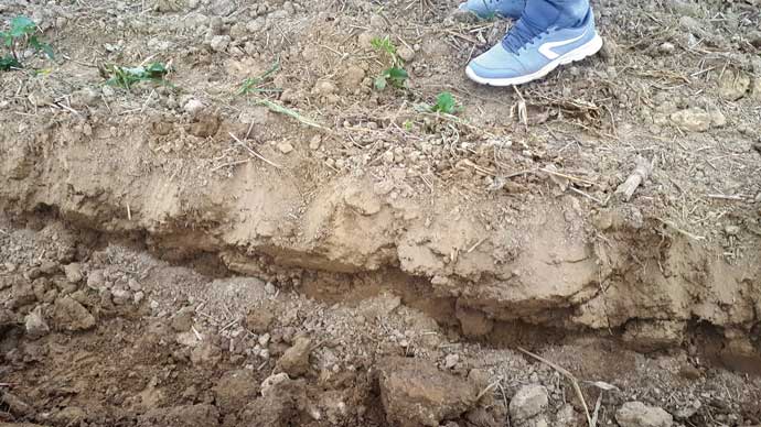 tarl&oacute;h&aacute;nt&aacute;s