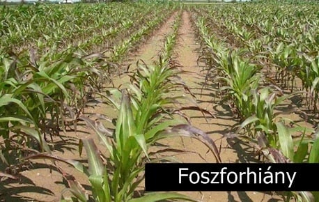 Foszfor hi&iacute;ny min