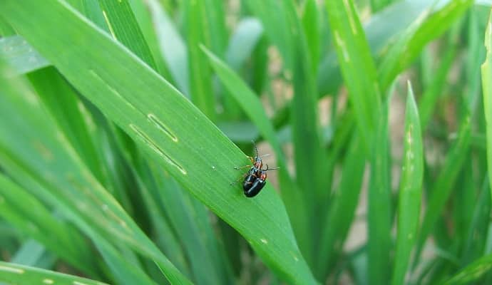 kal&aacute;szos &aacute;llom&aacute;nyv&eacute;delem