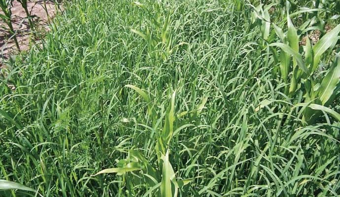 kukorica gyomirt&aacute;sa