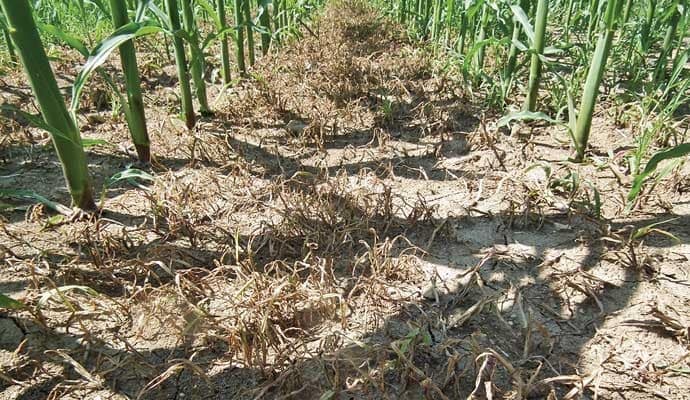 kukorica gyomirt&aacute;sa