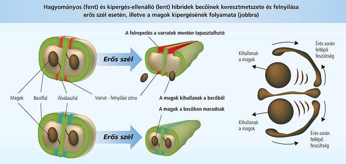 RAPOOL kiperges ellenallo hibridek 