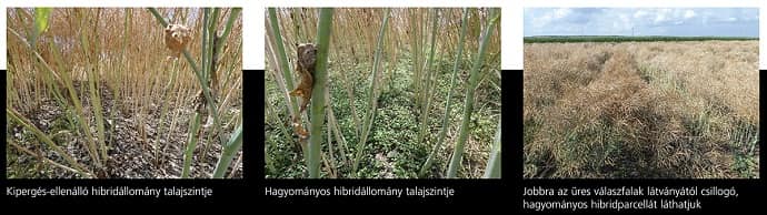 RAPOOL kiperges ellenallo hibridek 