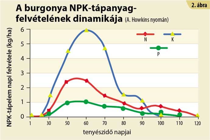 burgonya