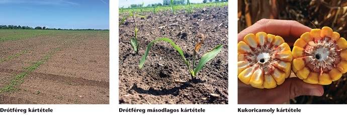 SU kukorica kep1 2019nov