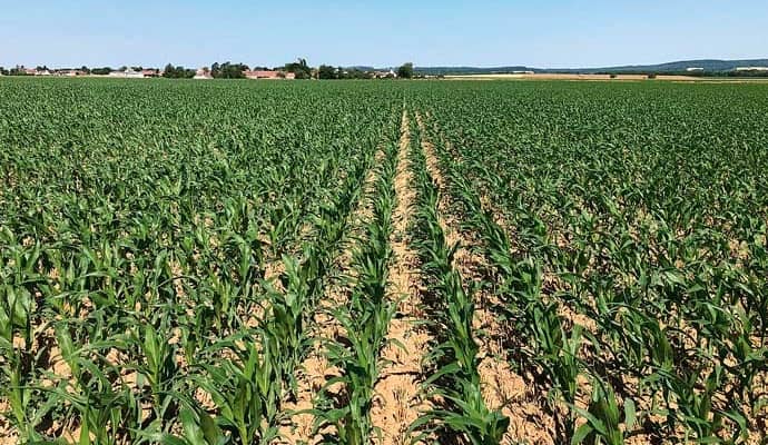 horschkukiricadirektvet min