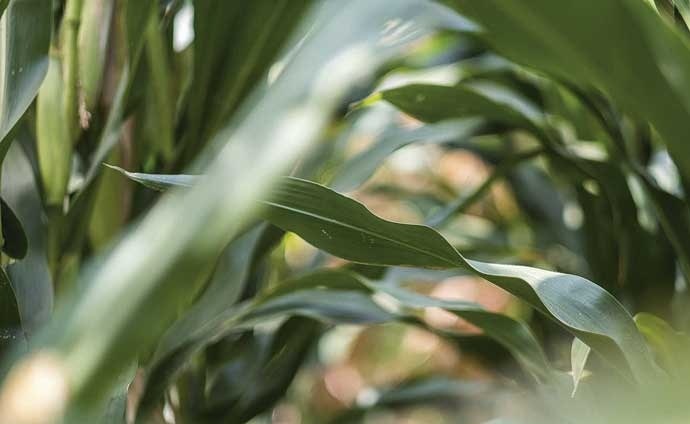 syngenta 2