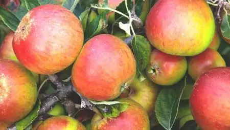  A klímaváltozás viszi a brit almafajtákat